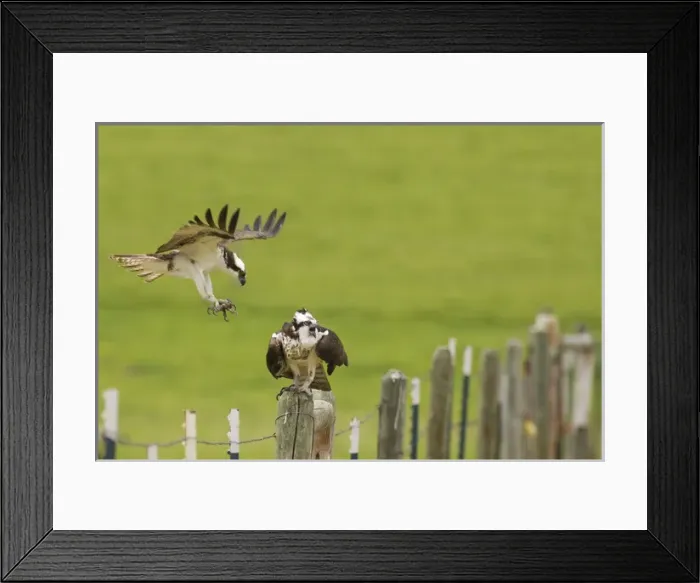 Framed Print : Breeding pair of osprey near Rollins, Montana, USA