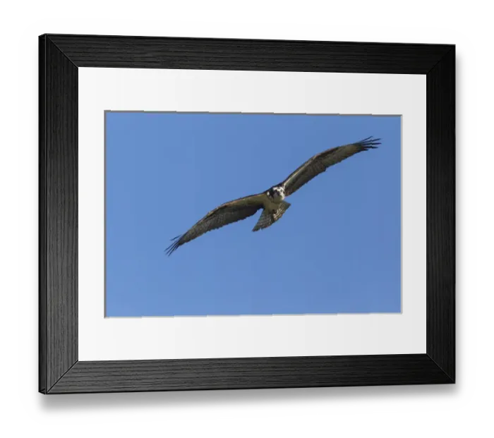 Framed Print : Osprey in flight near Rollins, Montana, USA