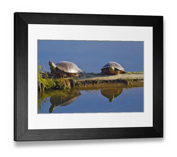 Framed Print : A pair of painted turtles sun themselves on a log at Ninepipe WMA near Ronan, Montana Framed Print : A pair of painted turtles sun themselves on a log at Ninepipe WMA near Ronan, Montana