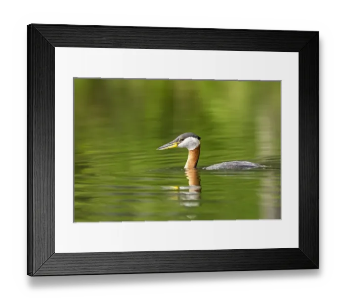 Framed Print : Red necked grebe near Whitefish, Montana, USA Framed Print : Red necked grebe near Whitefish, Montana, USA