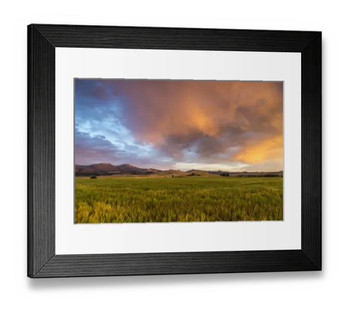 Framed Print : Vivid sunrise clouds over mid-growth wheat field and the Tobacco Root Mountains near Ennis Framed Print : Vivid sunrise clouds over mid-growth wheat field and the Tobacco Root Mountains near Ennis