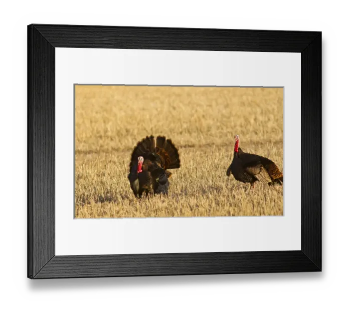Framed Print : Male tom turkeys in breeding plumage in spring in the Flathead Valley, Montana, USA Framed Print : Male tom turkeys in breeding plumage in spring in the Flathead Valley, Montana, USA