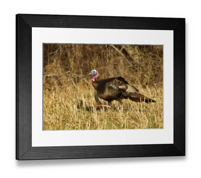 Framed Print : Male tom turkey in breeding plumage in spring in the Flathead Valley, Montana, USA Framed Print : Male tom turkey in breeding plumage in spring in the Flathead Valley, Montana, USA