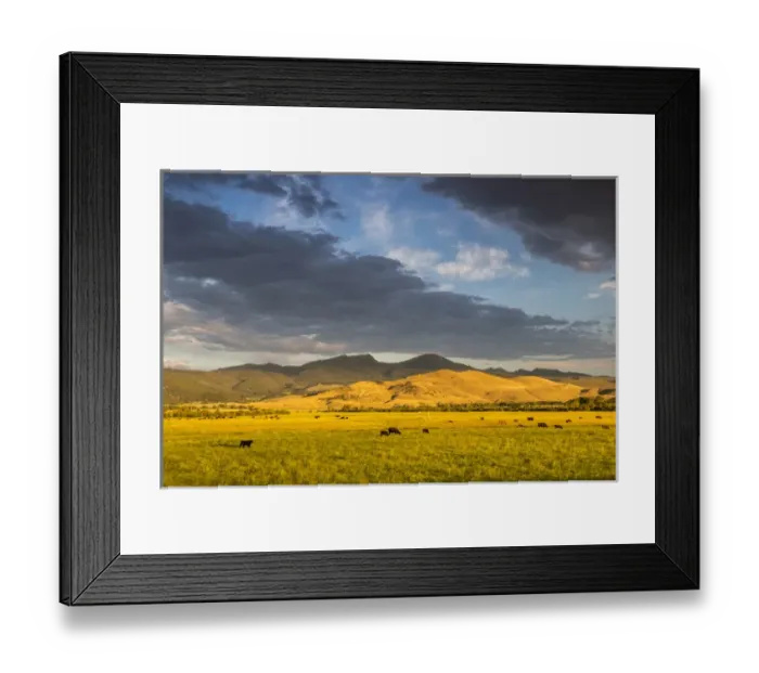 Framed Print : Beef cattle graze in pasture at sunrise with the Tobacco Root Mountains near Ennis Framed Print : Beef cattle graze in pasture at sunrise with the Tobacco Root Mountains near Ennis