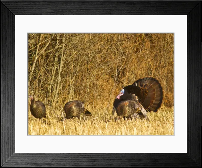 Framed Print : Male tom turkey with hens in the Flathead Valley, Montana, USA