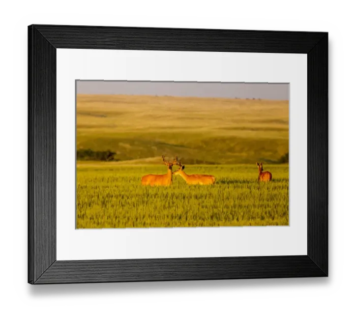 Framed Print : Whitetail deer in wheat field near Glasgow, Montana, USA Framed Print : Whitetail deer in wheat field near Glasgow, Montana, USA