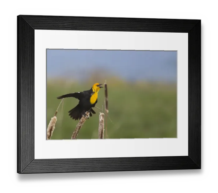 Framed Print : Male Yellowheaded Blackbird singing in the cattails at Ninepipe WMA in the Mission Valley Framed Print : Male Yellowheaded Blackbird singing in the cattails at Ninepipe WMA in the Mission Valley