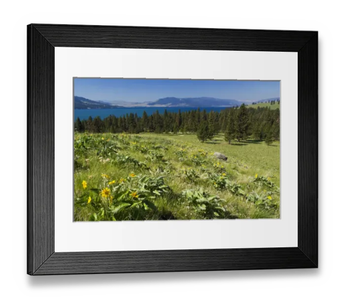 Framed Print : Arrowleaf balsomroot blooming on Wild Horse Island State Park, Montana, USA Framed Print : Arrowleaf balsomroot blooming on Wild Horse Island State Park, Montana, USA