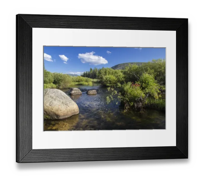 Framed Print : Indian paintbrush grows in the middle of Wise River in the Pioneer Mountains in Framed Print : Indian paintbrush grows in the middle of Wise River in the Pioneer Mountains in