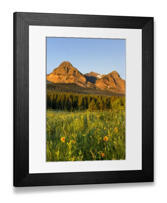 Framed Print : Wildflowers in the Cut Bank Valley of Glacier National Park, Montana, USA Framed Print : Wildflowers in the Cut Bank Valley of Glacier National Park, Montana, USA