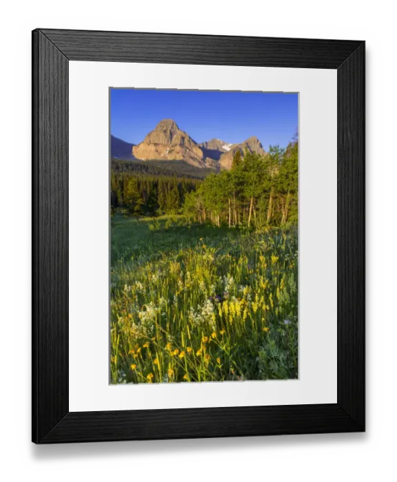 Framed Print : Wildflowers in the Cut Bank Valley of Glacier National Park, Montana, USA Framed Print : Wildflowers in the Cut Bank Valley of Glacier National Park, Montana, USA