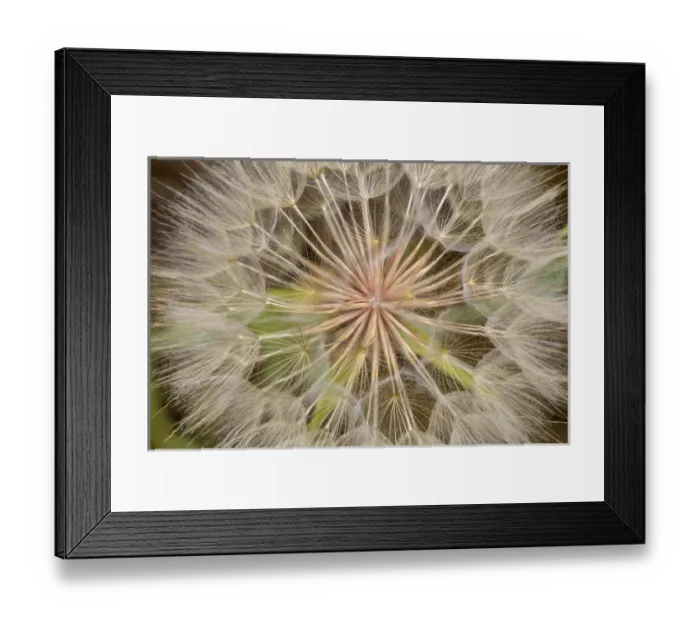 Framed Print : Goatsbeard aka Yellow Salisfy seeds in summer in Whitefish, Montana, USA