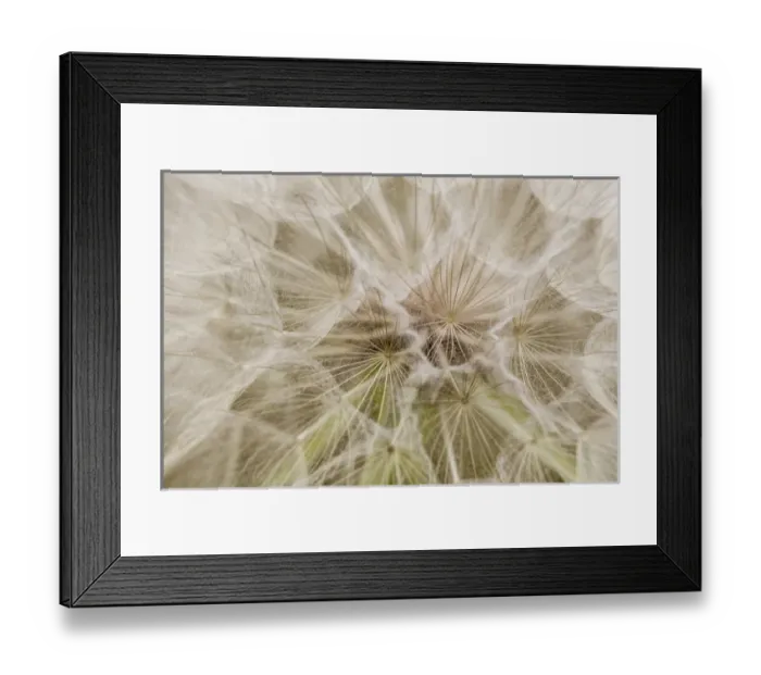Framed Print : Goatsbeard aka Yellow Salisfy seeds in summer in Whitefish, Montana, USA Framed Print : Goatsbeard aka Yellow Salisfy seeds in summer in Whitefish, Montana, USA