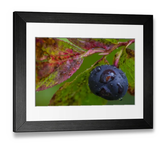 Framed Print : Ripe huckleberries in a light rain near Whitefish, Montana, USA Framed Print : Ripe huckleberries in a light rain near Whitefish, Montana, USA