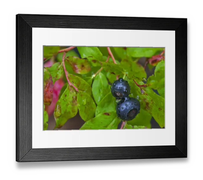 Framed Print : Ripe huckleberries in a light rain near Whitefish, Montana, USA Framed Print : Ripe huckleberries in a light rain near Whitefish, Montana, USA