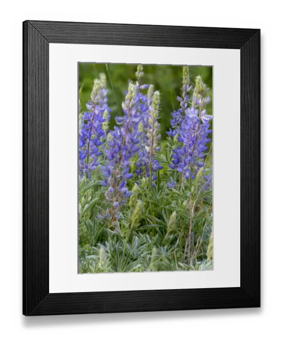 Framed Print : Lupine wildflowers in Glacier National Park, Montana, USA Framed Print : Lupine wildflowers in Glacier National Park, Montana, USA