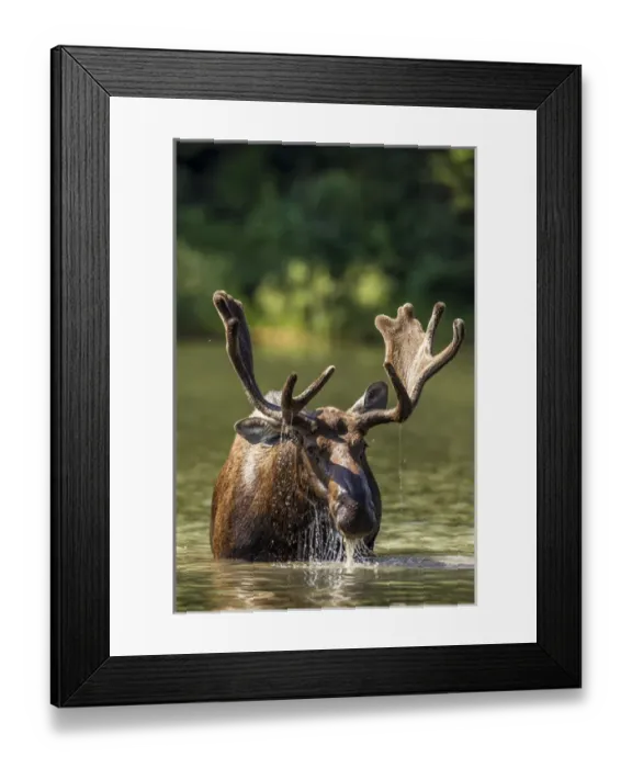 Framed Print : Bull moose feeding in backcountry lake in Glacier National Park, Montana, USA