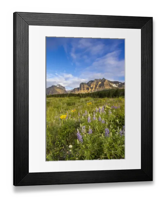 Framed Print : Wildflowers in the Many Glacier Valley of Glacier National Park, Montana, USA Framed Print : Wildflowers in the Many Glacier Valley of Glacier National Park, Montana, USA