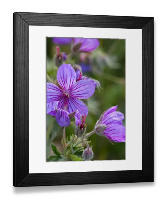 Framed Print : Sticky geranium wildflowers in Glacier National Park, Montana, USA Framed Print : Sticky geranium wildflowers in Glacier National Park, Montana, USA