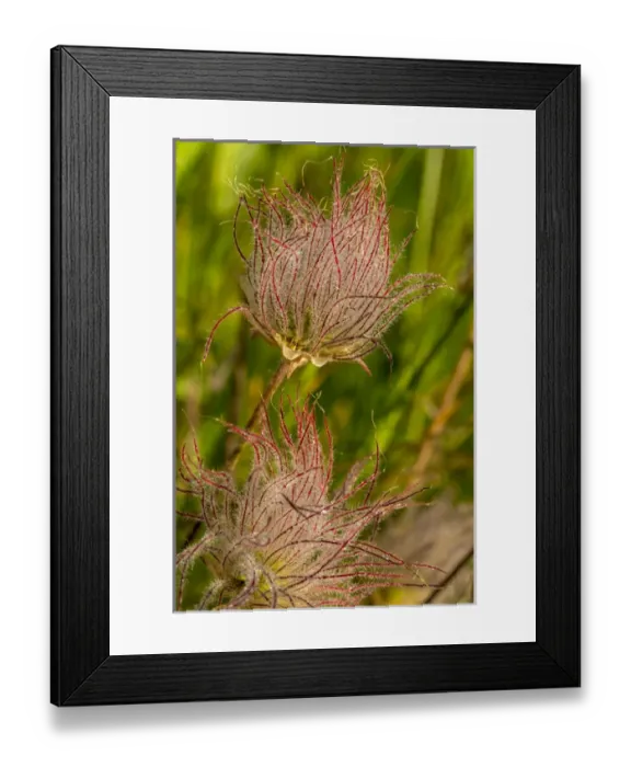 Framed Print : Prarie smoke wildflowers in Glacier National Park, Montana, USA Framed Print : Prarie smoke wildflowers in Glacier National Park, Montana, USA
