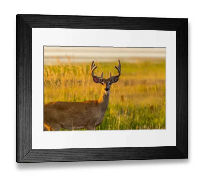 Framed Print : Whitetail deer buck in velvet antlers at Ninepipe WMA near Ronan, Montana, USA Framed Print : Whitetail deer buck in velvet antlers at Ninepipe WMA near Ronan, Montana, USA