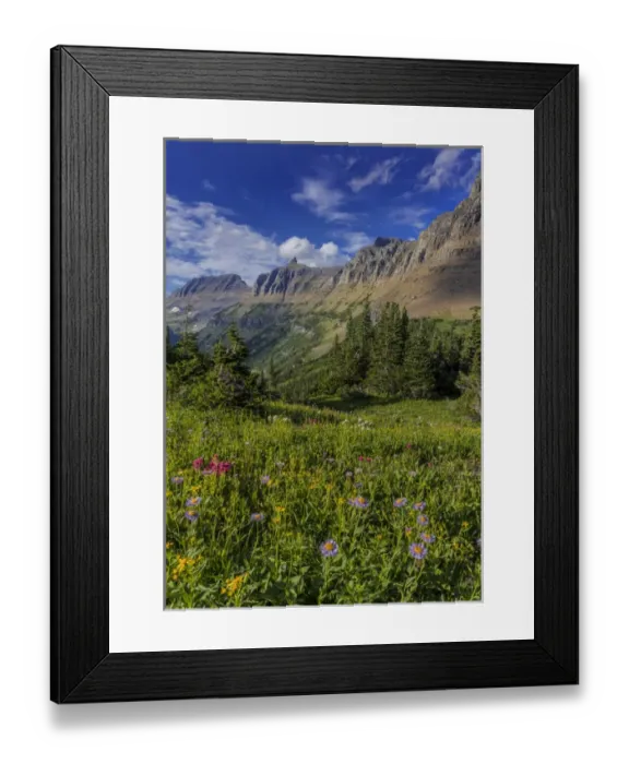 Framed Print : Alpine wildflowers with Garden Wall at Logan Pass in Glacier National Park, Montana, USA