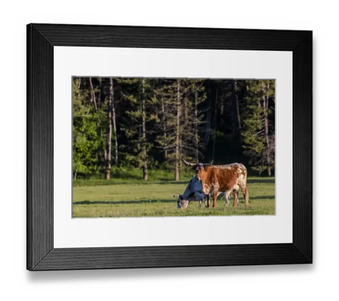 Framed Print : Longhorn cattle in lush pasture near Whitefish, Montana, uSA Framed Print : Longhorn cattle in lush pasture near Whitefish, Montana, uSA