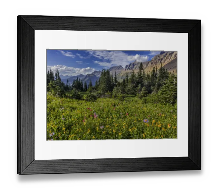 Framed Print : Alpine wildflowers with Garden Wall at Logan Pass in Glacier National Park, Montana, USA