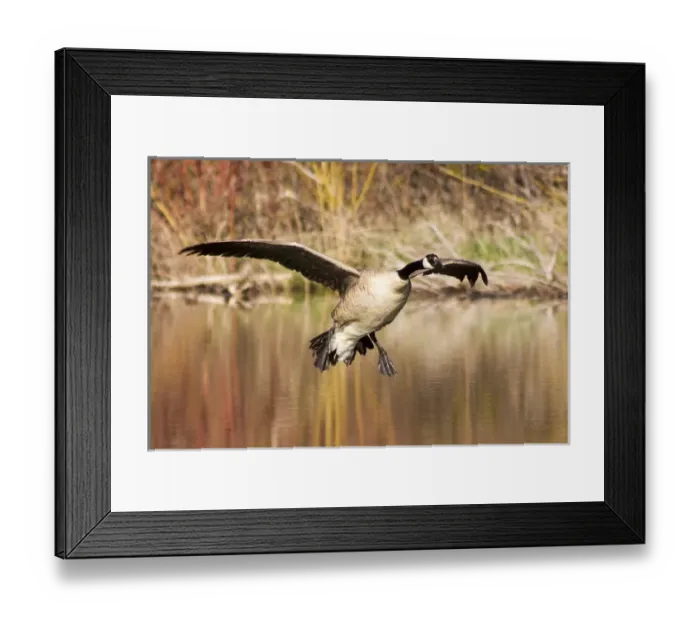 Framed Print : Canada Goose prepares to land in small pond in the Lolo National Forest, Montana, USA