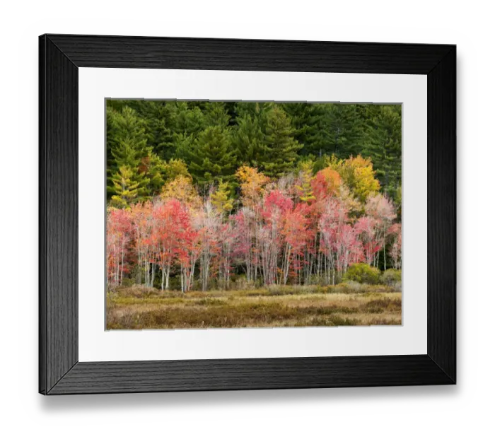 Framed Print : USA, New Hampshire, White Mountains, Young maples in autumn Framed Print : USA, New Hampshire, White Mountains, Young maples in autumn