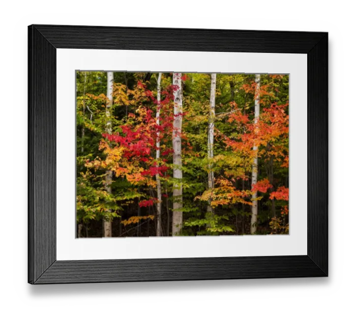Framed Print : USA, New Hampshire, White Mountains, Maples and white birch along Kancamagus Highway