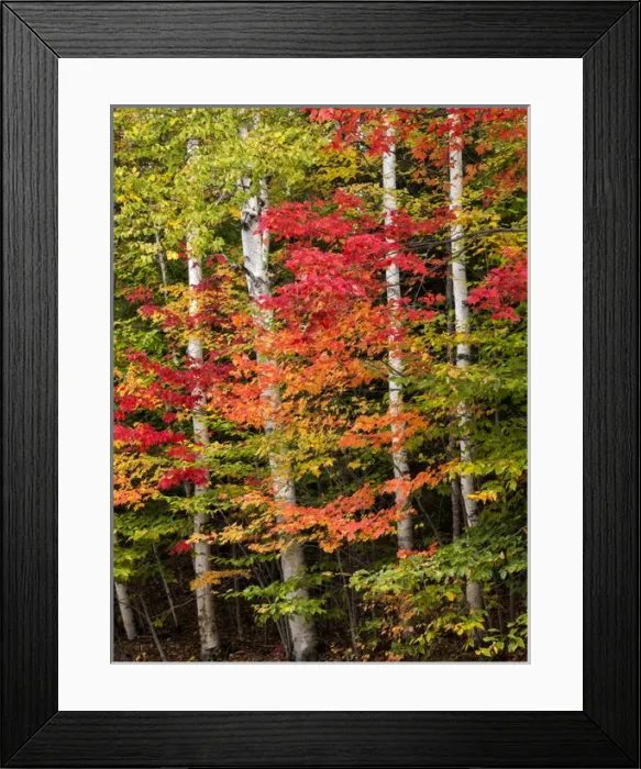 Framed Print : USA, New Hampshire, White Mountains, Maples and white birch along Kancamagus Highway Framed Print : USA, New Hampshire, White Mountains, Maples and white birch along Kancamagus Highway