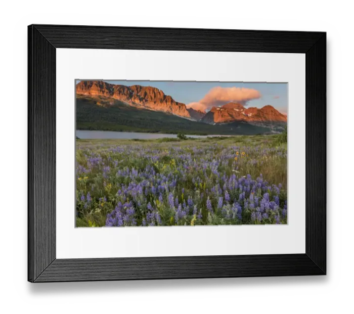 Framed Print : Prairie wildflowers in meadow in Glacier National Park, Montana, USA Framed Print : Prairie wildflowers in meadow in Glacier National Park, Montana, USA