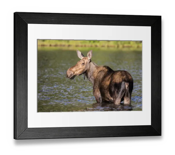 Framed Print : Female moose feeding in Glacier National Park, Montana, USA