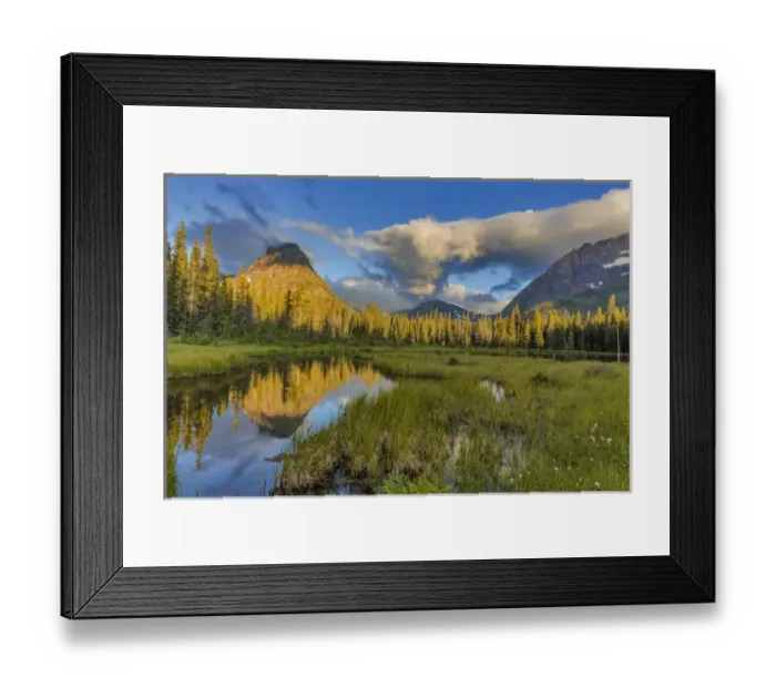 Framed Print : Sinopah Mountain reflects in beaver pond in Two Medicine Valley in Glacier National Park Framed Print : Sinopah Mountain reflects in beaver pond in Two Medicine Valley in Glacier National Park