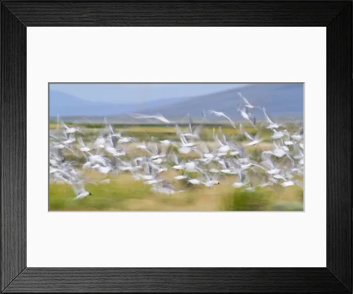 Framed Print : USA, Montana, Red Rock Lakes National Wildlife Refuge, Flock of Franklyns Gulls