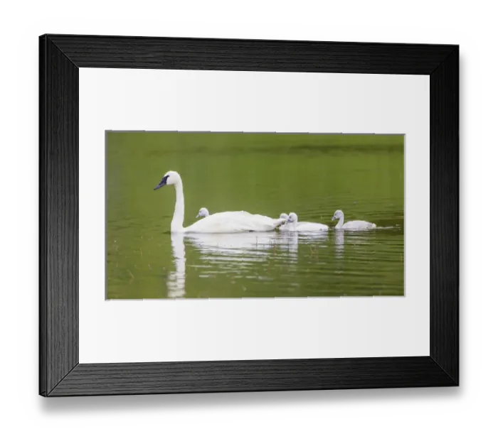Framed Print : USA, Montana, Elk Lake, a Trumpeter Swan adult swims with four of its cygnets Framed Print : USA, Montana, Elk Lake, a Trumpeter Swan adult swims with four of its cygnets