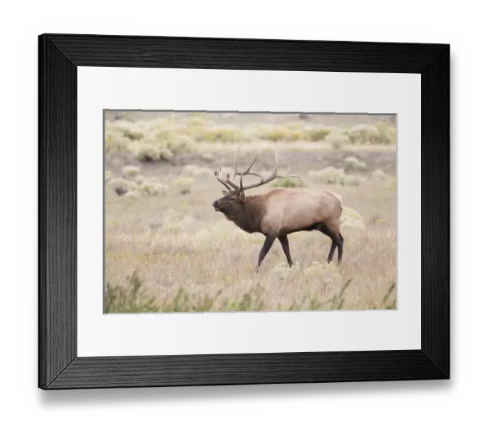 Framed Print : USA, Montana, Yellowstone National Park, Bull Elk walking in Rabbitbrush meadow during Framed Print : USA, Montana, Yellowstone National Park, Bull Elk walking in Rabbitbrush meadow during