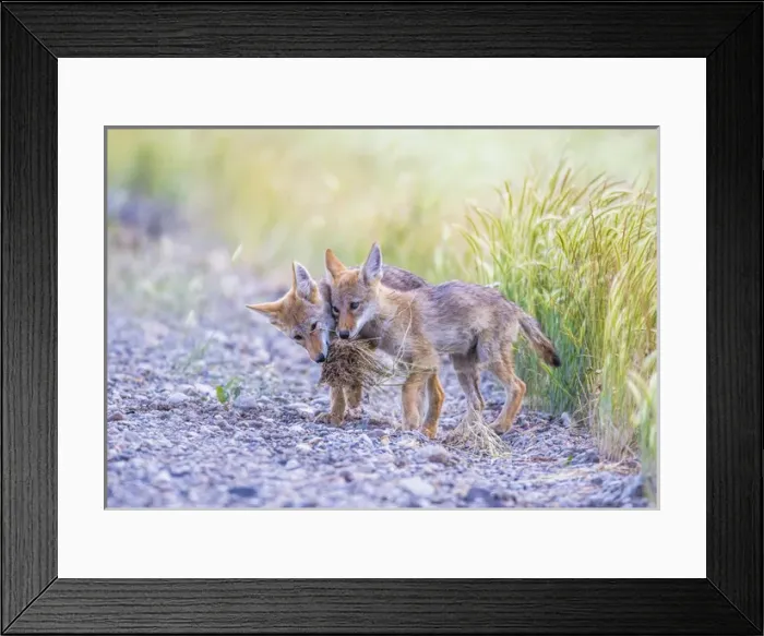 Framed Print : USA, Montana, Red Rock Lakes National Wildlife Refuge, two coyote pups play with Framed Print : USA, Montana, Red Rock Lakes National Wildlife Refuge, two coyote pups play with