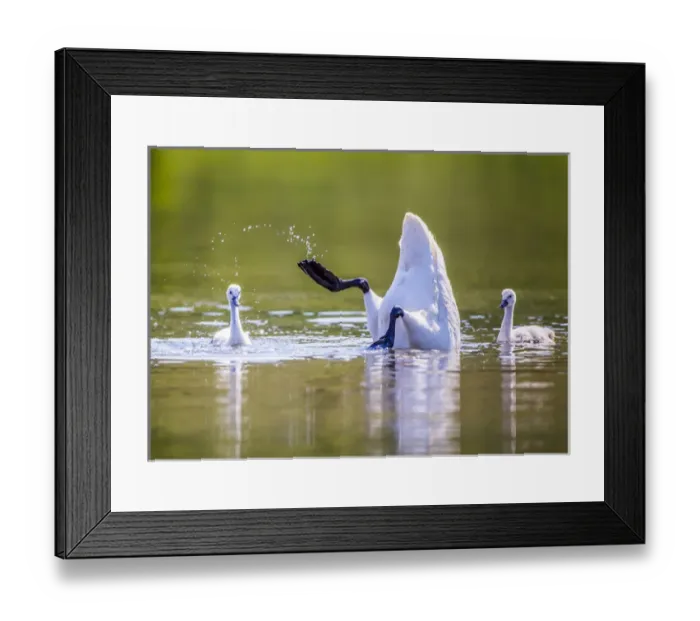 Framed Print : USA, Montana, Elk Lake, a Trumpeter Swan forages for food with two of her cygnets Framed Print : USA, Montana, Elk Lake, a Trumpeter Swan forages for food with two of her cygnets