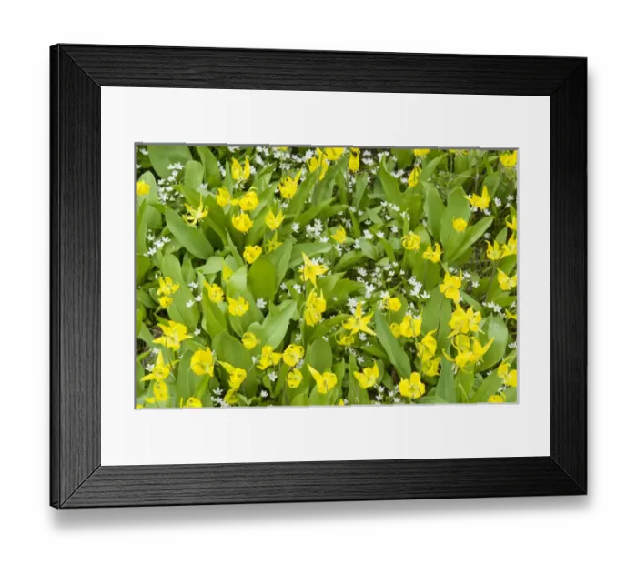 Framed Print : Glacier Lilies, Erythronium grandiflorum, and Sandwort (Arenaria) Leigh Lake, Cabinet