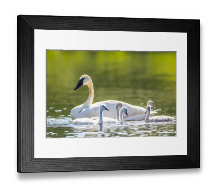 Framed Print : USA, Montana, Elk Lake, a Trumpeter Swan swims with five of her cygnets