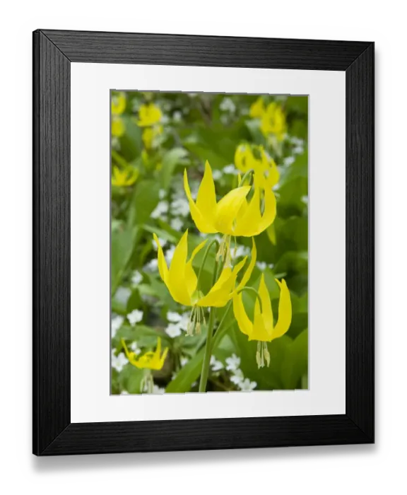 Framed Print : Glacier Lilies, Erythronium grandiflorum, and Sandwort (Arenaria) Leigh Lake, Cabinet Framed Print : Glacier Lilies, Erythronium grandiflorum, and Sandwort (Arenaria) Leigh Lake, Cabinet