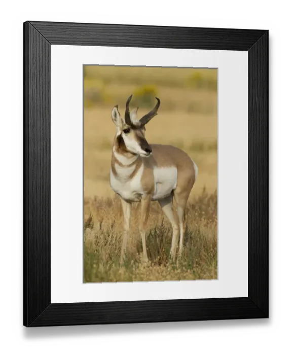 Framed Print : North America, USA, Montana, Yellowstone National Park, Gardiner Creek, Pronghorn