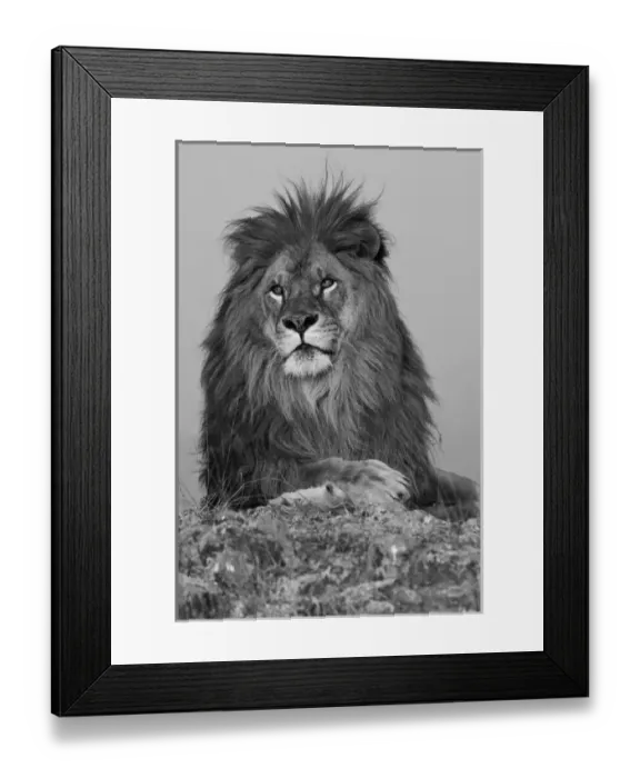 Framed Print : North America, USA, Montana, Bozeman, African Lion, Panthera leo, Barbary Lion subspecies Framed Print : North America, USA, Montana, Bozeman, African Lion, Panthera leo, Barbary Lion subspecies