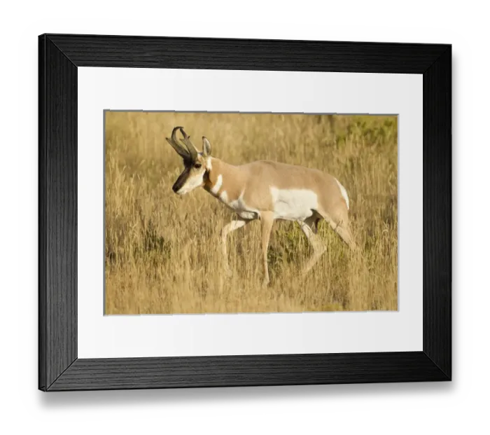 Framed Print : North America, USA, Montana, Yellowstone National Park, Gardiner Creek, Rocky Mountains Framed Print : North America, USA, Montana, Yellowstone National Park, Gardiner Creek, Rocky Mountains