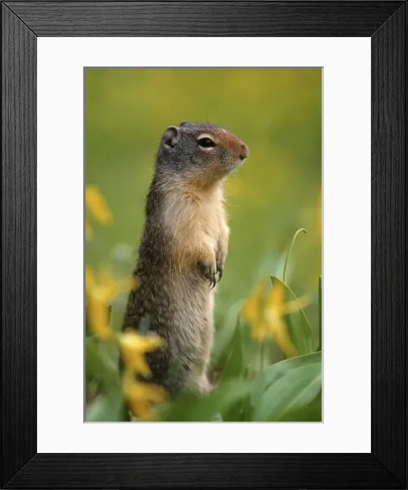 Framed Print : Columbian ground squirrel (Citellus columbianus), among glacier lilies, Glacier National Park