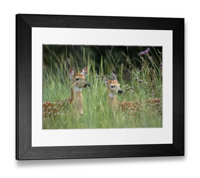 Framed Print : White-tailed deer (Odocoileuis virginianus) two fawns in tall grass, National Bison Range Framed Print : White-tailed deer (Odocoileuis virginianus) two fawns in tall grass, National Bison Range