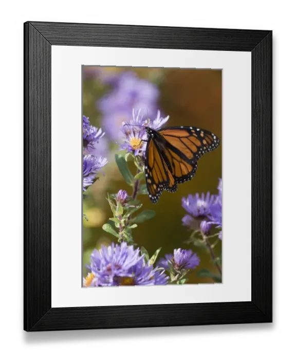 Framed Print : USA, New Hampshire. Monarch butterfly on aster flower