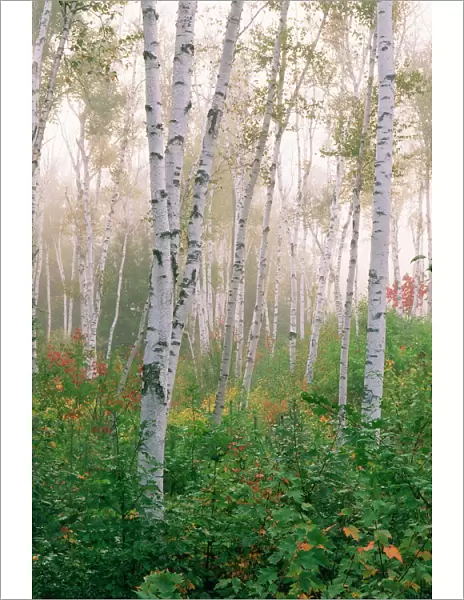 USA, New Hampshire. Birch trees in clearing fog